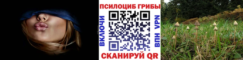 Галлюциногенные грибы Psilocybe  Мглин 